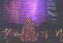 City Hall Christmas Tree