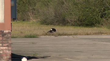 Stray Dog in the Distance