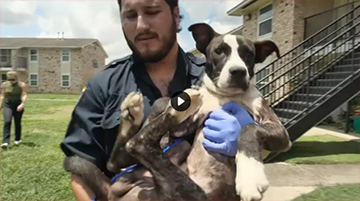 Stray Dog and BARC Employee