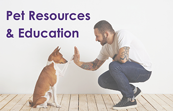 Man and Dog High-Fiving