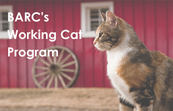 Cat in Front of a Barn
