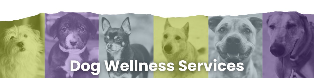 dog wellness page banner