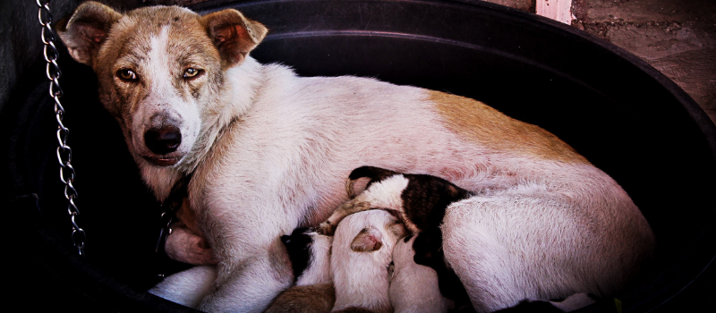 Dog with Puppies Nursing