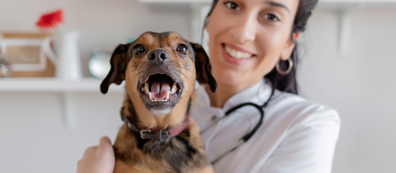 Veterinarian and Dog
